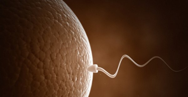 Сперматозоиды мужчины, который думает об измене, не могут зачать ребенка. ФОТО