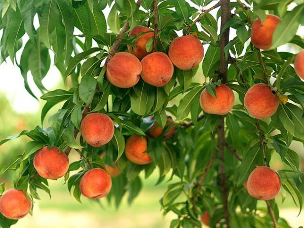Персики сохраняют женское здоровье и предотвращают рак груди. ФОТО